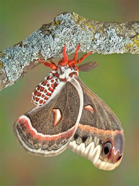 6 Fascinating Facts About Cecropia Moths - Birds and Blooms