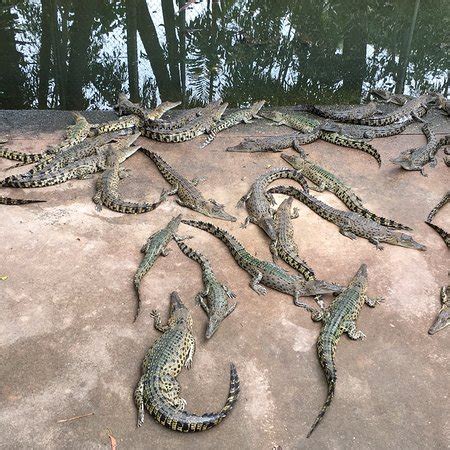 Crocodylus Park (Darwin): Top Tips Before You Go (with Photos) UPDATED 2018