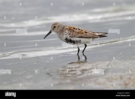 Dunlin in breeding plumage Stock Photo - Alamy