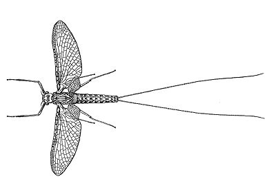 dobsonfly larvae common name - AbnerHardwick's blog