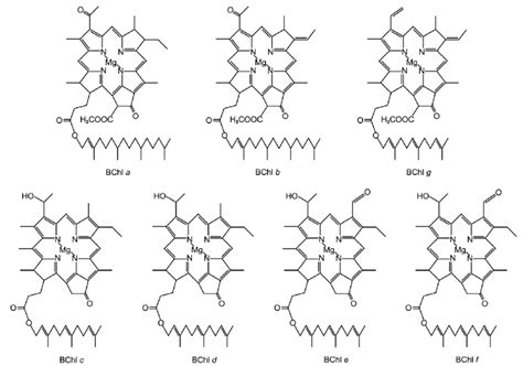 The structures of bacteriochlorophylls a, b, c, d, e, f, and g ...