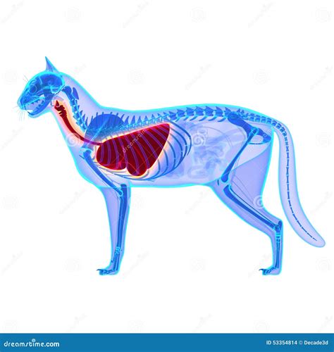 Cat Thorax / Lungs Anatomy - Felis Catus Anatomy Stock Photo - Image of ...