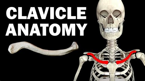 ANATOMY OF THE CLAVICLE (COLLARBONE) - YouTube