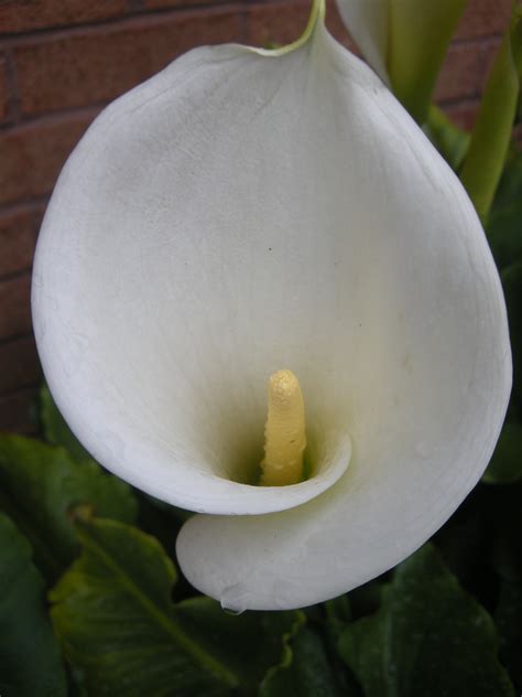 Zantedeschia aethiopica | landscape architect's pages