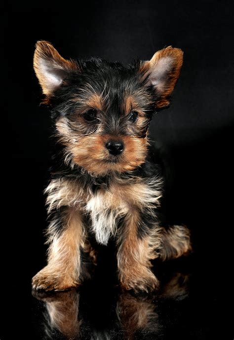 Yorkshire Terrier Puppy · Free Stock Photo