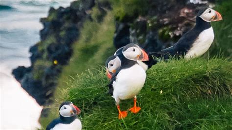 During puffling season, Icelanders save baby puffins by throwing them ...