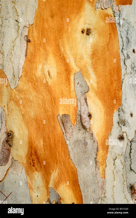 Eucalyptus tree bark Stock Photo - Alamy