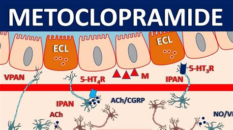 Metoclopramide Mechanism, Precautions, Side Effects Uses