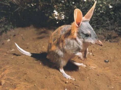 Greater Bilby - Australian adaptations