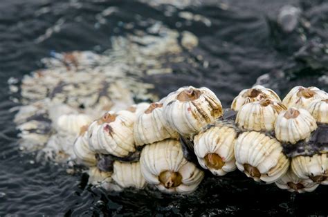 What Whale Barnacles Know | Hakai Magazine