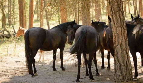 Wild Horse Island State Park