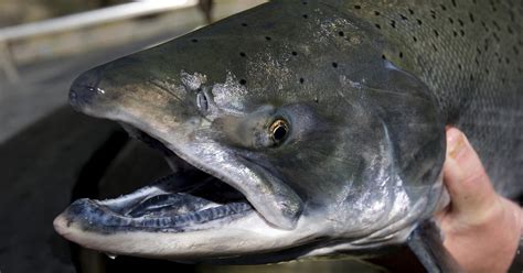 California cancels salmon fishing season as population dwindles due to ...