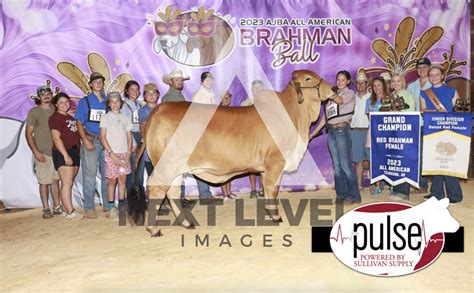 All American National Junior Brahman Show | Owned Red Females | The Pulse