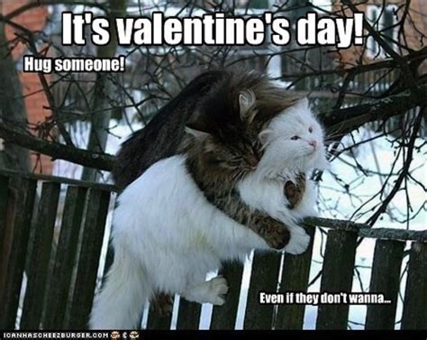 No one can resist cuddling cats! | Valentine's Day Memes | POPSUGAR ...