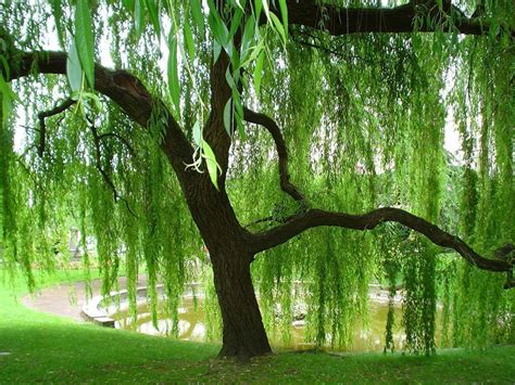 Weeping Willow Wallpapers - Wallpaper Cave