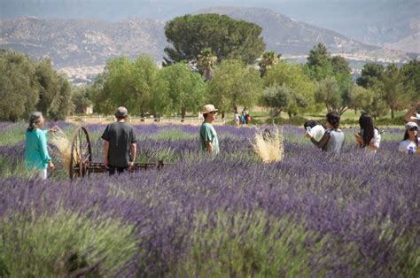 11th Annual Lavender Festival! - Coachella Valley