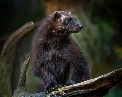 Rosomak tundrowy - Fakty, dieta, siedlisko i zdjęcia na Animalia.bio