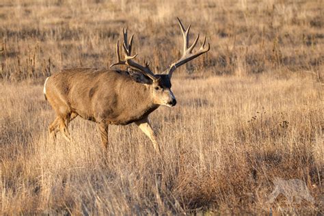 Wild Colorado - Fascination Wildlife