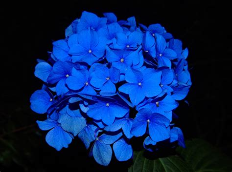 6 Artistic Blue Flowers Perfect for your Garden