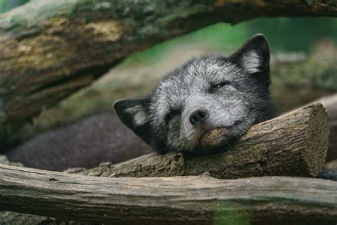 Arctic fox sleeping in zoo 30408190 Stock Photo at Vecteezy