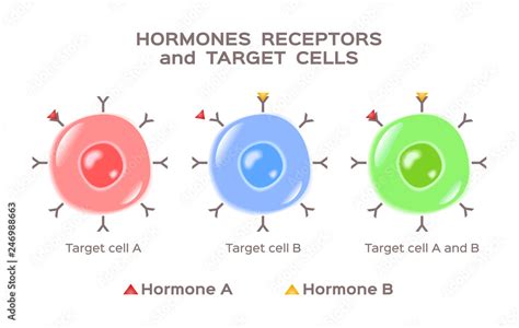 hormones, receptors and target cells vector Stock Vector | Adobe Stock