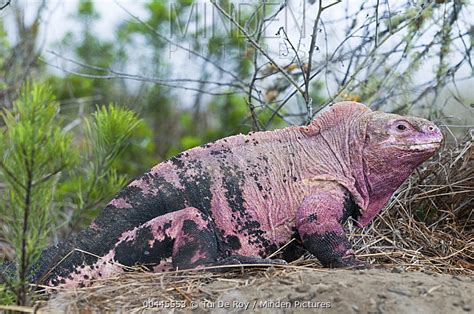 Galapagos Pink Land Iguana stock photo - Minden Pictures