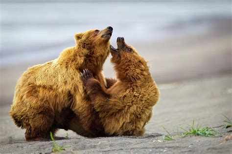 Two Brown Bears Fighting On A Beach At Photograph by Richard Wear / Design Pics - Fine Art America