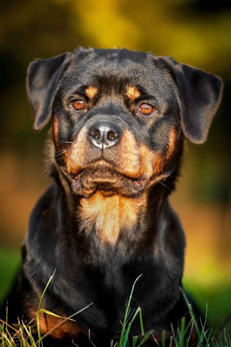 Male Rottweiler Names Your Boy Rottie Will Love