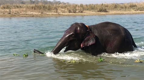 Baby Elephant Bath Time - YouTube