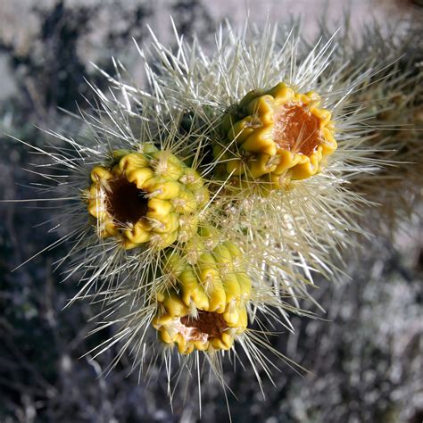 Petals to Pages: Jumping Cholla Cactus