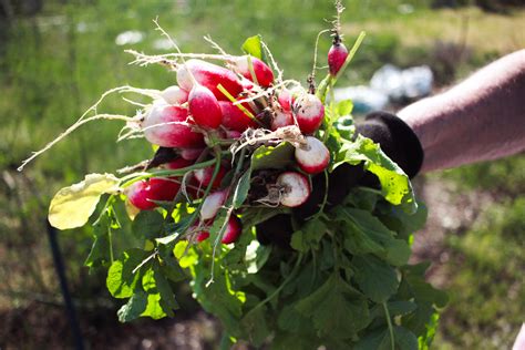 Ecological Agriculture Course — The Gaia School of Healing & Earth ...