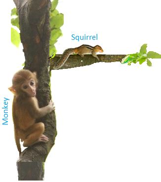 Animals Living on Trees | Arboreal Animals