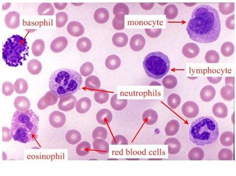 Anatomy chapter 22: Immune System and the Body's Defense Flashcards ...