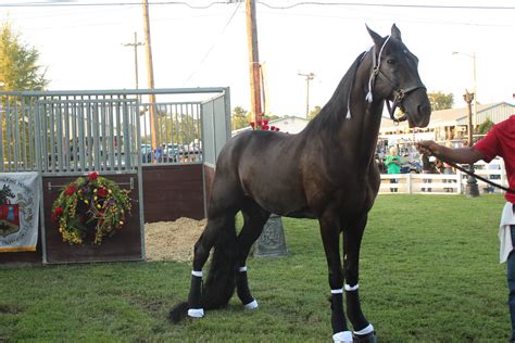 Photo gallery: Tennessee Walking Horse National Celebration makes its ...