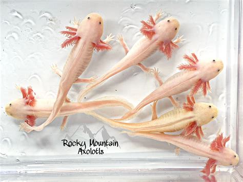 Rocky Mountain Axolotls - Axolotl, Pet Store