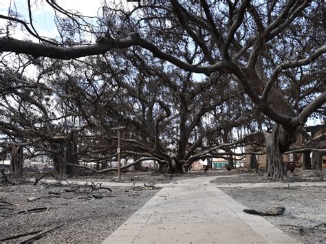 Newest photos show devastation from Maui fire | KHON2