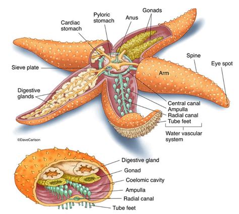 Starfish (Sea Star) Anatomy photo | Oceanography marine biology, Animal ...