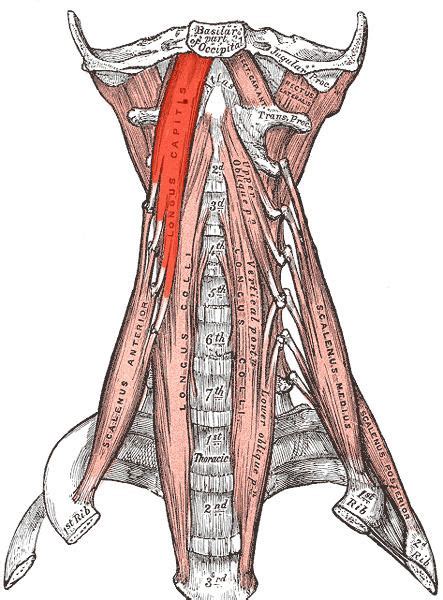 Longus capitis muscle - Alchetron, The Free Social Encyclopedia