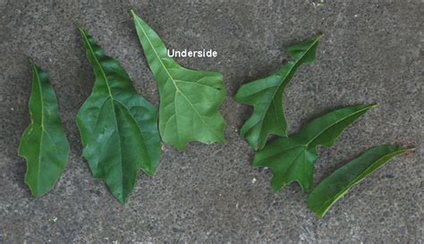 Quercus nigra | Landscape Plants | Oregon State University