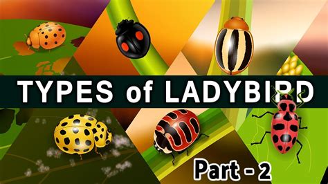 types of ladybird beetle : part 2 of popular coccinellidae species : an amazing beetles - YouTube