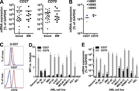 cd70/cd27 signaling activates Wnt signaling in AML cells and promotes ...