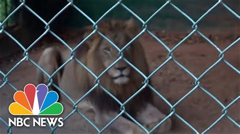 Man Mauled To Death By Lion After Climbing Into Zoo Enclosure – Just News & Views