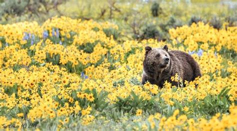 Grand Teton National Park: 4-Hour Guided Wildlife Adventure | GetYourGuide