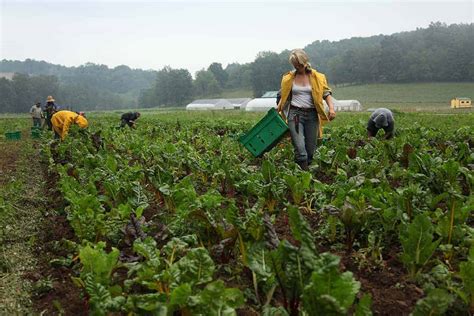 Field Harvest | Riverstone Organic Farm