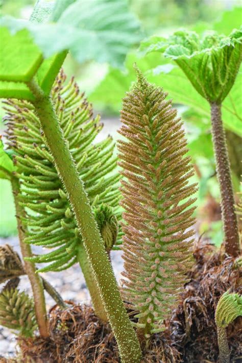 Brazilian Giant-rhubarb Gunnera Manicata Conical Panicle with Tiny Red-green Flowers Stock Image ...