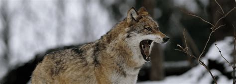 5 ways to survive a Wolf attack | TV Shows | HISTORY