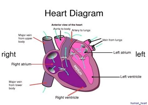 heart diagram | Anatomy System - Human Body Anatomy diagram and chart ...