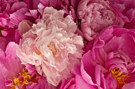 Peony Wallpapers - Wallpaper Cave