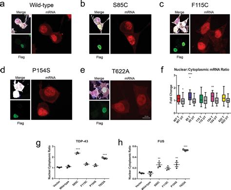 RNA-FISH and cellular fractionation followed by RT-PCR show defects in ...