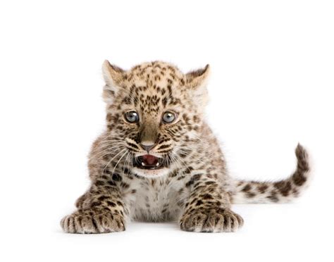 Premium Photo | Leopard cub in front of a white background